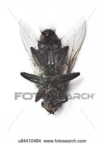 Picture - Dead housefly lying over white background. Fotosearch
