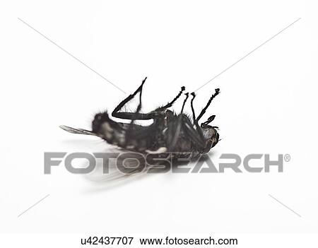 Stock Photo - Dead housefly lying over white background. Fotosearch