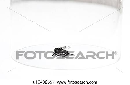 Dead housefly trapped under glass over white background View Large Photo Image Stock Photo - Dead housefly trapped under glass over white background. Fotosearch