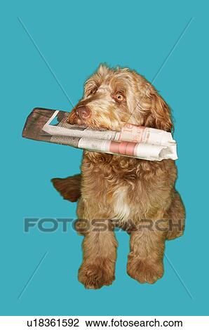 Stock Image - Dog Carrying Newspaper in Mouth. Fotosearch