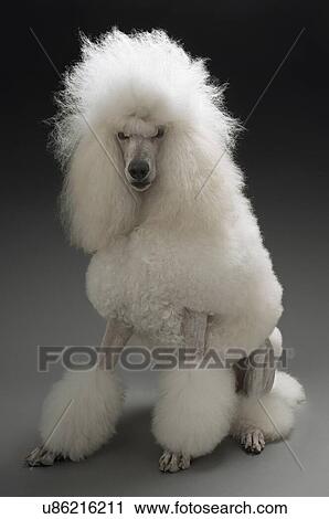 Stock Image - Dogs. Fotosearch
