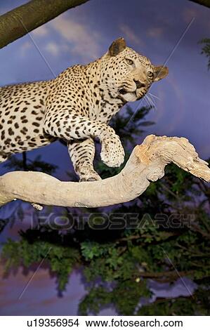 Endangered leopard taxidermy in museum View Large Photo Image Picture - Endangered leopard taxidermy in museum. Fotosearch