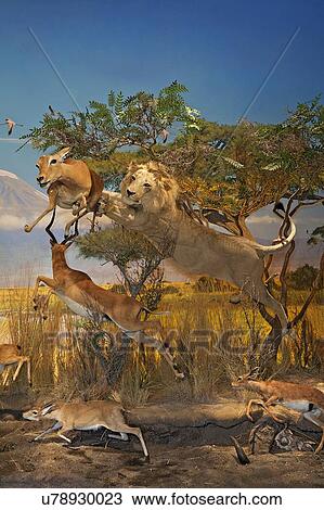 Exhibition of lion attacking at deer in museum View Large Photo Image Stock Image - Exhibition of lion attacking at deer in museum. Fotosearch