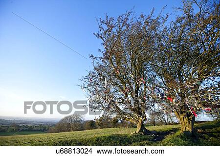 Picture - Fairy tree at Hill of Tara, Ireland. Fotosearch