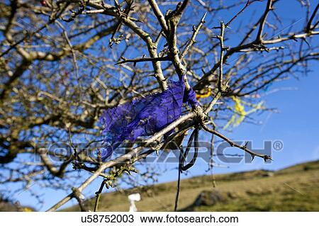 Stock Image - Fairy tree at Loughcrew Cairn T, Ireland. Fotosearch
