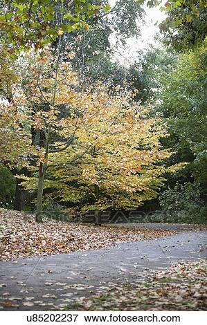 Fall color along country road View Large Photo Image Stock Photo - Fall color along country road. Fotosearch