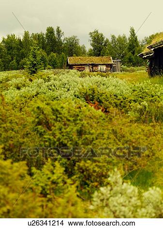 Picture - Farmland green scene. Fotosearch