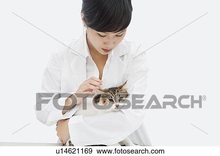 Stock Photo - Female veterinarian holding cat against gray background. Fotosearch