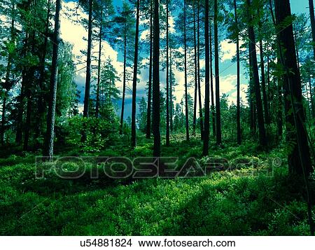 Forest View Large Photo Image Picture - Forest. Fotosearch
