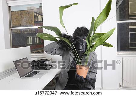 Frightful young man in gorilla mask looking through pot plant View Large Photo Image Stock Photo - Frightful young man in gorilla mask looking through pot plant. Fotosearch