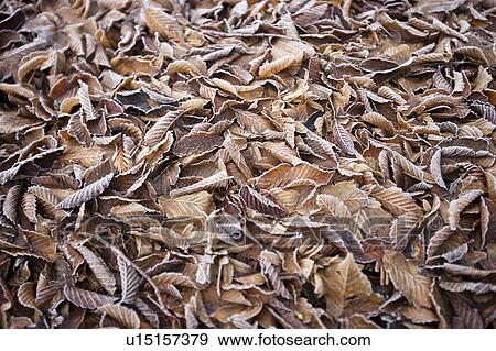 Frosty leaves on the ground View Large Photo Image Stock Photo - Frosty leaves on the ground. Fotosearch