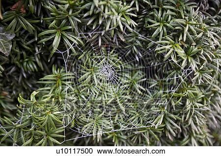 Stock Image - Frosty spider web in front of green leaves. Fotosearch
