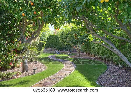 Fruit trees plantation in manor house garden View Large Photo Image Stock Photo - Fruit trees plantation in manor house garden. Fotosearch