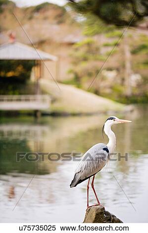 Grey Heron in Korakuen Garden in Okayama View Large Photo Image Stock Photography - Grey Heron in Korakuen Garden in Okayama. Fotosearch
