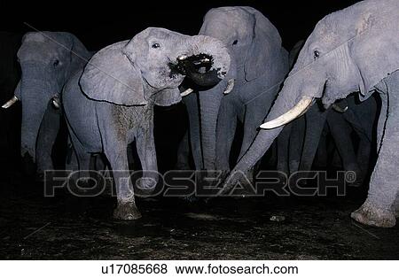 Herd of elephants drinking water at night time View Large Photo Image Stock Photo - Herd of elephants drinking water at night time. Fotosearch