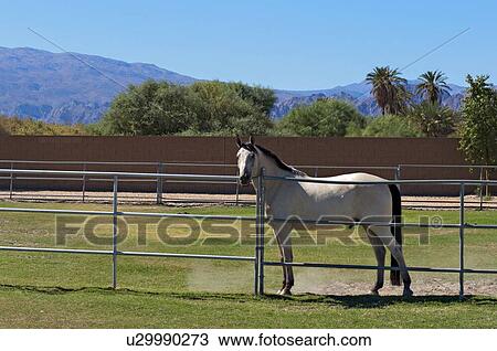 Horse confined in ranch View Large Photo Image Stock Image - Horse confined in ranch. Fotosearch