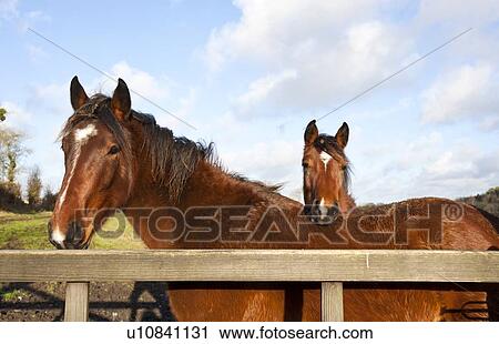 Horse rest it head on another horse View Large Photo Image Stock Image - Horse rest it head on another horse. Fotosearch
