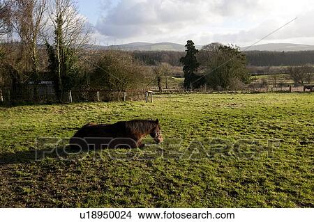 Horse sitting on grass in the sun View Large Photo Image Picture - Horse sitting on grass in the sun. Fotosearch