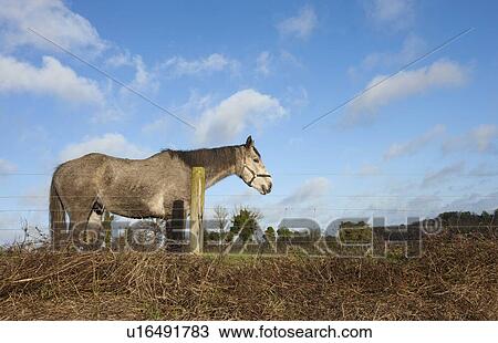 Stock Image - Horse standing in meadow behind fence. Fotosearch