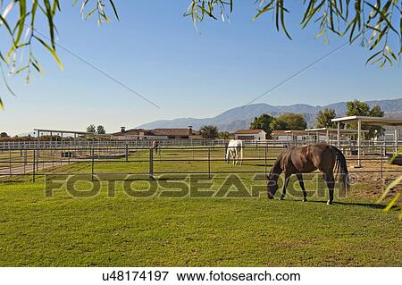 Stock Photo - Horses grazing in private ranch. Fotosearch
