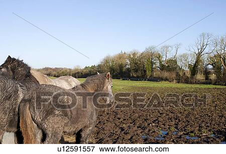 Stock Photo - Horses in muddy field. Fotosearch