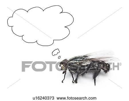 Stock Image - House fly with speech bubbles over white background. Fotosearch