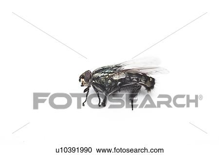 Stock Image - Housefly against white background. Fotosearch