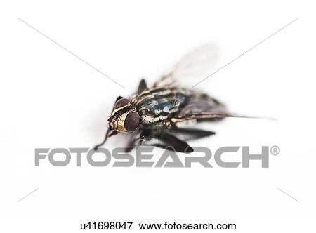 Stock Photo - Housefly against white background. Fotosearch