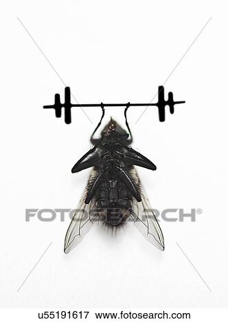Stock Photo - Housefly lifting dumbbell over white background. Fotosearch