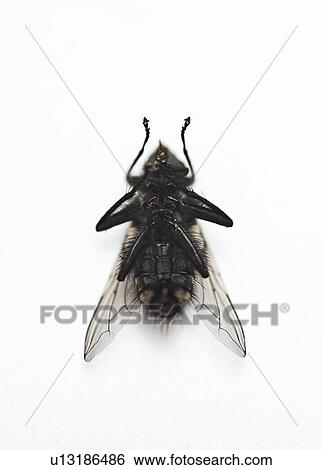Housefly over white background View Large Photo Image Stock Photograph - Housefly over white background. Fotosearch