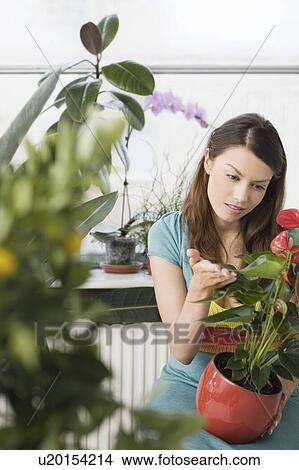 Picture - Indoor Gardener. Fotosearch