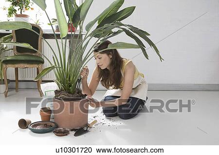 Indoor Gardener View Large Photo Image Stock Image - Indoor Gardener. Fotosearch