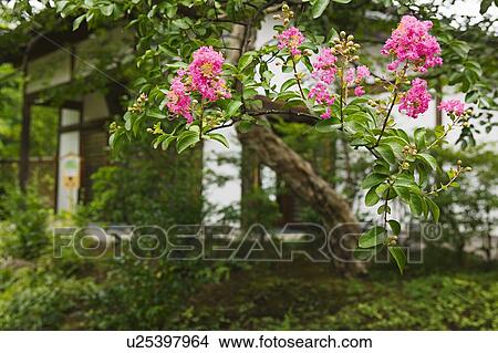 Picture - Japan. Fotosearch