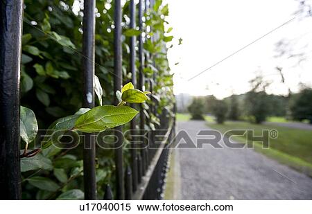 Stock Photography - Leaves growing through metal fence. Fotosearch