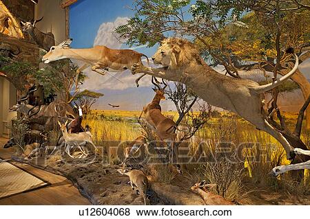 Lion attacking at deer in museum View Large Photo Image Stock Photo - Lion attacking at deer in museum. Fotosearch