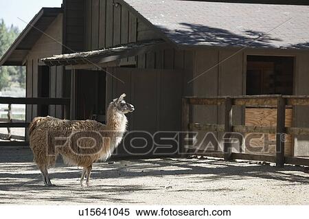 Llama standing in front of barn View Large Photo Image Stock Photography - Llama standing in front of barn. Fotosearch