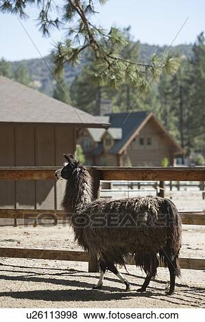 Stock Photo - Llama walking in pen. Fotosearch