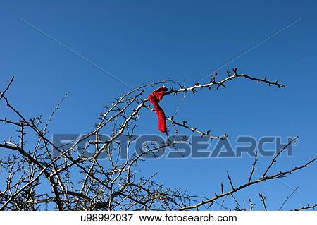 Stock Photo - Looking up at branches of Fairy tree, Loughcrew Cairn T, Ireland. Fotosearch