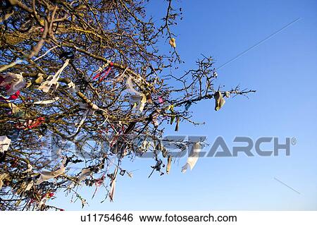 Stock Photograph - Looking up at Fairy tree, Hill of Tara, Ireland. Fotosearch