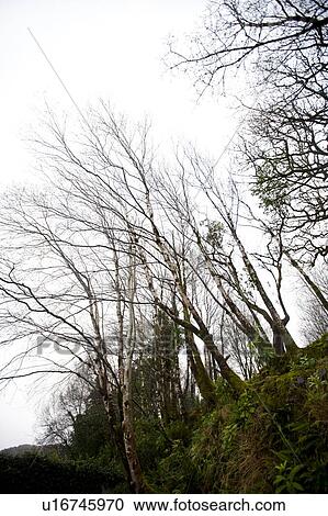 Looking up to trees in Killarney National Park View Large Photo Image Stock Image - Looking up to trees in Killarney National Park. Fotosearch