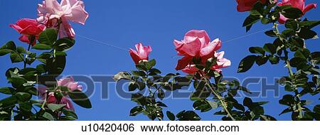 Stock Photograph - Low angle view of pink roses blooming against clear sky. Fotosearch