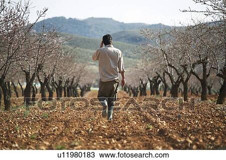 Orange tree farm View Large Photo Image Stock Image - Orange tree farm. Fotosearch