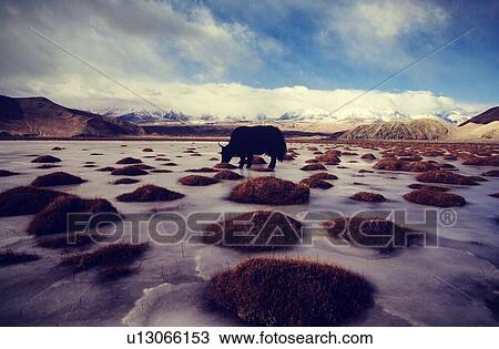 Stock Image - Ox drinking water in the wild. Fotosearch