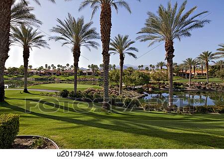 Palm trees in lawn of mansion View Large Photo Image Picture - Palm trees in lawn of mansion. Fotosearch
