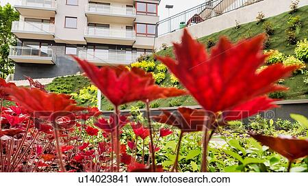 Stock Image - Photo of flowers growing in the garden. Fotosearch