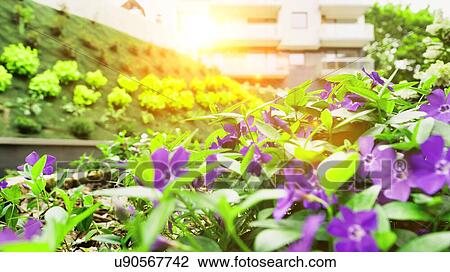 Photo of flowers growing in the garden with lens flare in background View Large Photo Image Stock Image - Photo of flowers growing in the garden with lens flare in background. Fotosearch