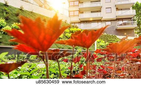 Stock Photo - Photo of flowers growing in the garden with lens flare in background. Fotosearch