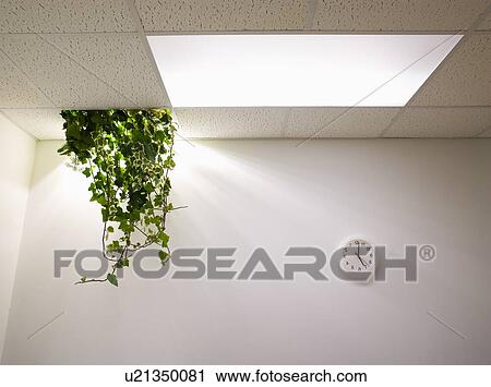 Stock Image - Plant Hanging from Ceiling in Abandoned Office. Fotosearch