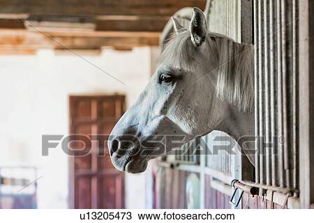 Stock Image - Portrait of a white horse on barn. Fotosearch