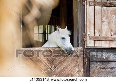 Stock Image - Portrait of a white horse on barn. Fotosearch